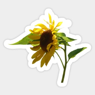 Backlit Sunflower Sticker